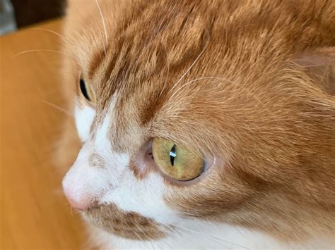 Cat Nose Cancer Reddit Cat Meme Stock Pictures And Photos