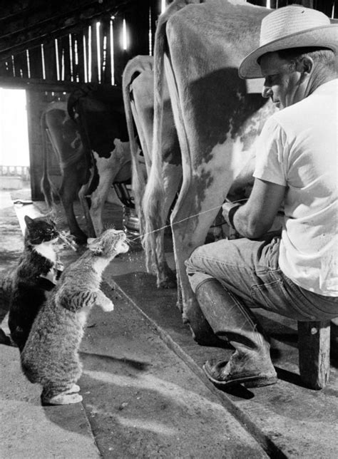 Cats Of Yore On Twitter Udder Bliss A Cow Three Cats And Some