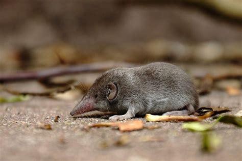 Plant Lovers Almanac Whats The Difference Between Moles Voles And
