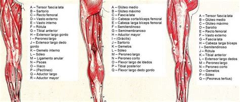 Musculos De La Pierna Partes Consejos Y Funciones