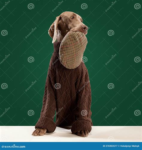 Portait Of Clever Dog Weimaraner Wearing Sweater Holding Ownerand X27s