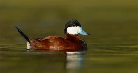 Ruddy Duck Identification All About Birds Cornell Lab Of Ornithology