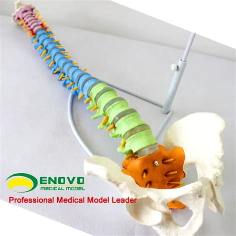 Life Size Realistic Education Spine Model With Pelvis Anatomical