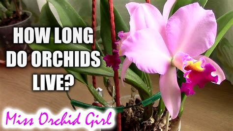 Maybe you would like to learn more about one of these? How long do orchids live? - Understanding how orchids grow ...