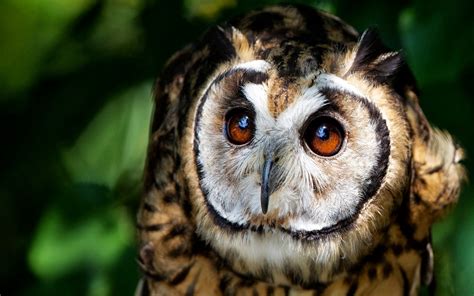 49 Free Owl Wallpapers For Desktop On Wallpapersafari