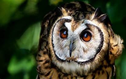Owls Owl Desktop Wallpapers Backgrounds Wallpapersafari