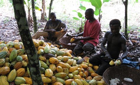 West Africa Child Slavery In West Africa Understanding Cocoa Farming