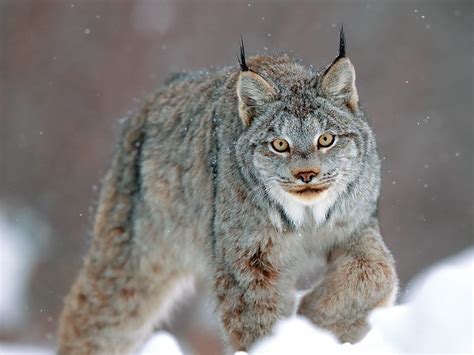 Forging A Special Bond With A Canada Lynx Our Canada