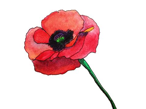 Watercolor Painting Of A Poppy Available As A Digital Graphic Free