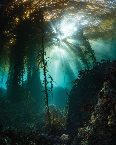 What Will It Take To Bring Back The Kelp Forest Bay Nature Magazine