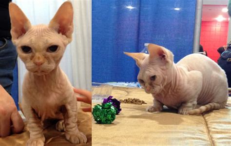 Siamese in cats & kittens for sale. 15 Delightful Cat Breeds' Origins | Mental Floss