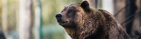 21 Brilliant Bear Facts About The Grizzlies And Beyond