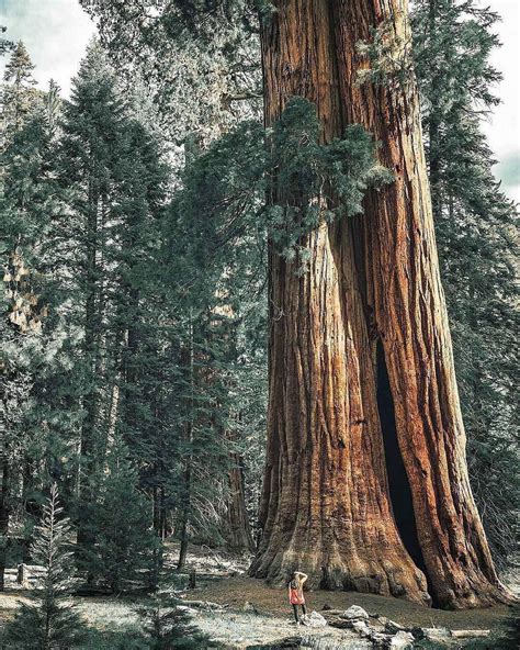 Best Photography Inspiration Images 666 Giant Tree Giant Sequoia