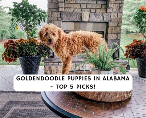 Our puppies are beautiful f1bb standard golden doodles. Goldendoodle Puppies in Alabama (2021) - Top 5 Picks! - We Love Doodles