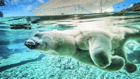 Sea World Polar Bears Mark World Polar Bear Day 2017 The Courier Mail