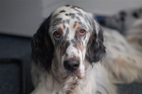 English Setter Dog Breed Information All About Dogs