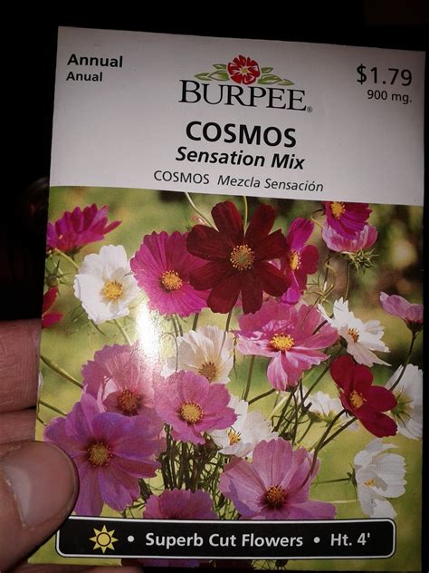 Cosmos Sensation Mix Seeds And Seedlings