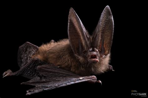 Photo Ark Home Townsends Big Eared Bat National Geographic Society
