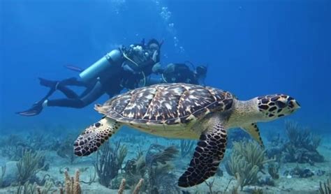 The Geeky Scuba Diving In Punta Cana Dominican Republic Splash Dive