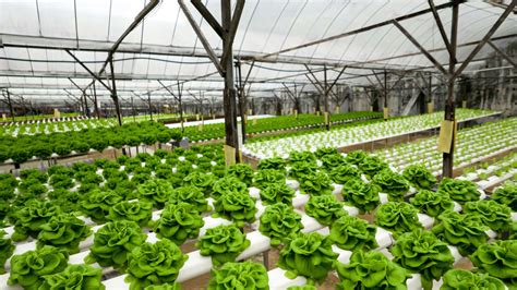 Hydroponics How It Works Benefits And How To Get Started