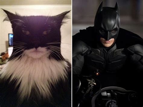 Cats That Look Like Celebrities 17 Pics