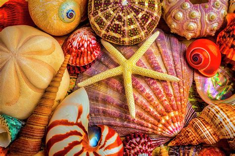 White Starfish On Colorful Seashells Photograph By Garry Gay Pixels