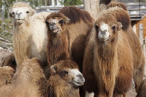 20 interesting facts about camels that you should know about whatdewhat