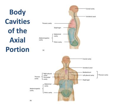 Ppt Organization Of The Human Body Powerpoint Presentation Free
