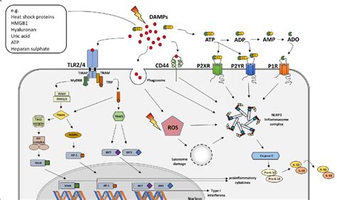 Schematic Illustration Of Damp Tlr Inflammasome Interactions