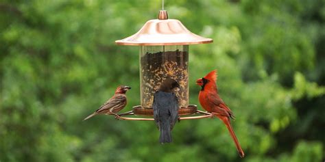 Best Bird Feeder Review Guide For 2021 2022 Report Outdoors