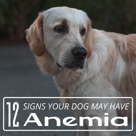 12 Signs Of Anemia In Dogs Pethelpful
