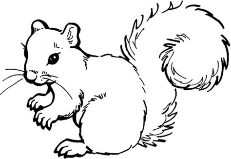 squirrel coloring page  printable coloring pages