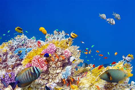 Hd Wallpaper Fishes Underwater Tropical Coral Reef Ocean