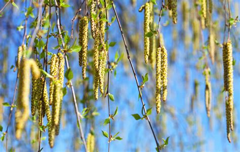 Tree Pollen Season Is Nearly Here Allergy Uk National Charity