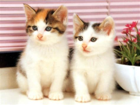 Yang namanya anak kecil dan bayi itu selalu membuat gemas siapa saja yang melihatnya. Anak Kucing Lucu Kucing Anggora Kecil - Gambar Ngetrend ...