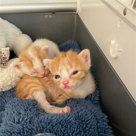 These Two Sibling Kittens Are Quite Different From Other Cats But They