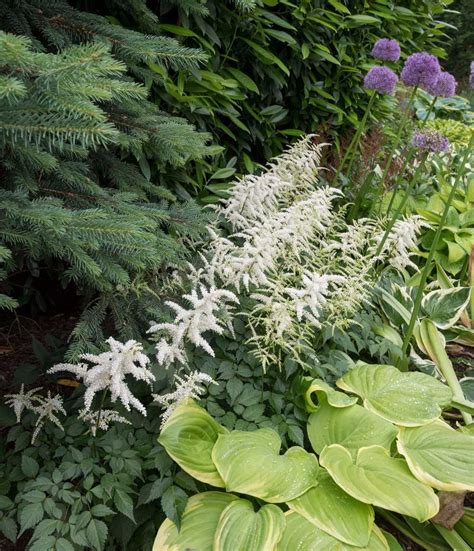 Astilbe Best Companion Plants For Hostas—longfield Gardens
