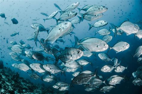 What Would Increasing Marine Protected Areas Mean For Fishing World