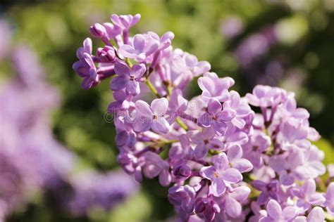 Purple Lilac Flowers Blooming Outdoors On A Sunny Day Stock Photo