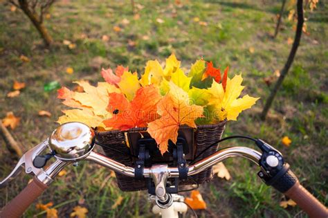 Bicycle Basket With Autumn Leaves Stock Photo Image Of Orange