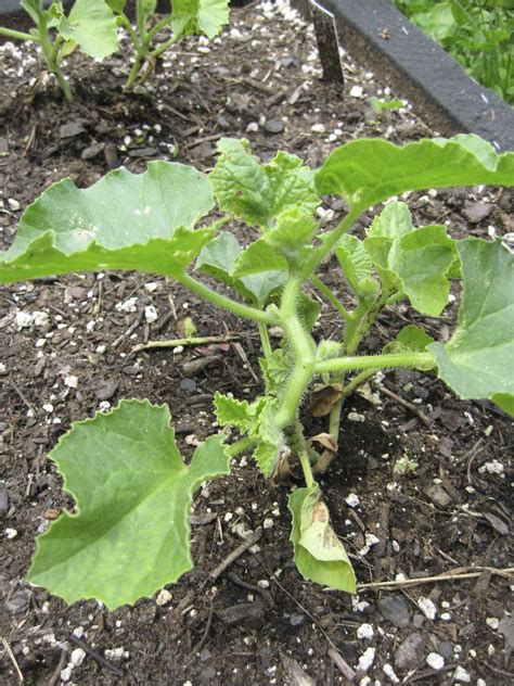 It is essential to know that leeks start to deteriorate in their flowering stage. Watermelon and Cantaloupe growth