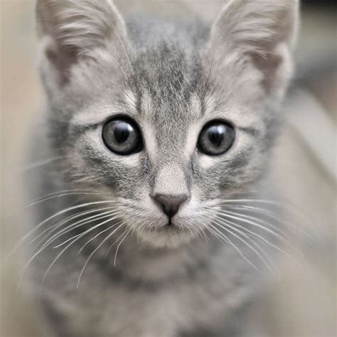 Grey Eyed Cat