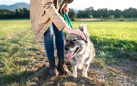 Dog Walking For Seniors The Benefits And Risks Love And Kisses Pet