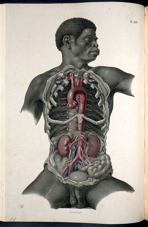 Anatomy Illustrations 1800s Anatomy Art Medical Illustration