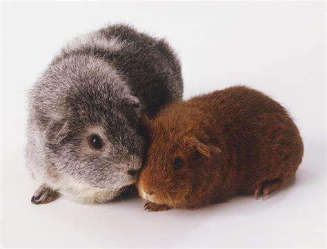 What Are The Different Types Of Guinea Pigs Little Pet Corner