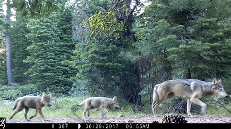 The Latest Judge Upholds California Gray Wolf Protection Ap News