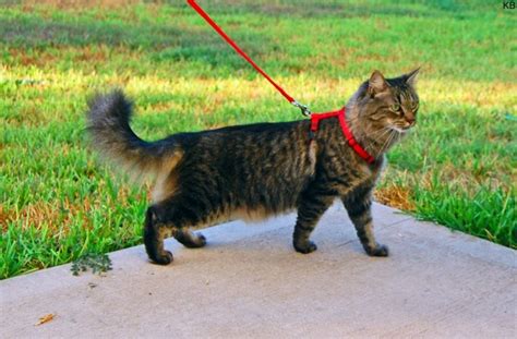 【adjustable】this elizabethan collar can be used for cats whose neck size is less than 30cm (11.8in). 'Stop walking your cat on a lead' RSPCA tells pet owners
