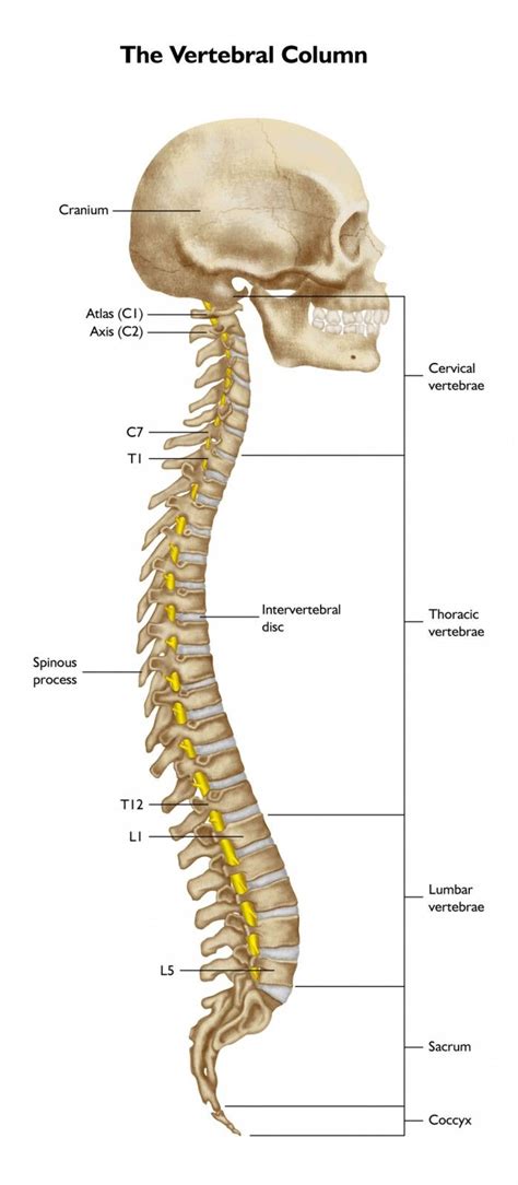 Backbone.js is a mature, popular framework at the time of writing and has both a large development community online as well as a wealth of plugins and extensions available to build upon it. Diagram Of Back Spine | Medical illustration, Cervical ...
