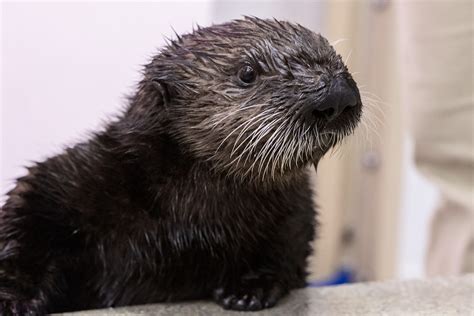 Shedds Adorable Sea Otter Pups Have Names After Nearly 20000 Votes