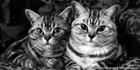 Funny Cats Cats Wallpaper 9473424 Fanpop
